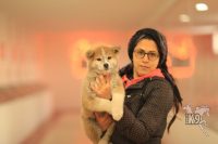 akita inu ilanları
