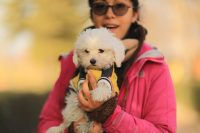 maltese terrier yavru