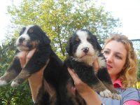 bernese dag köpeği