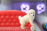 satılık toy poodle