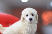 toy poodle yavruları