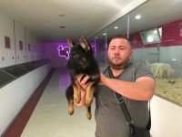 alman çoban köpeği