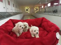 maltese terrier yavru