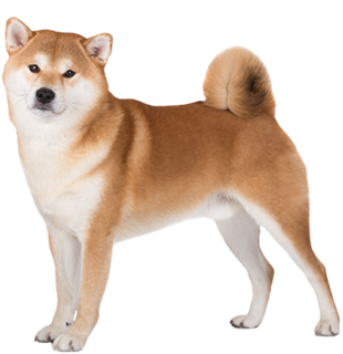 Akita Inu