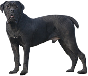 Satılık Cane Corso Yavruları