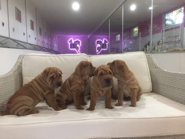 satılık shar pei yavruları