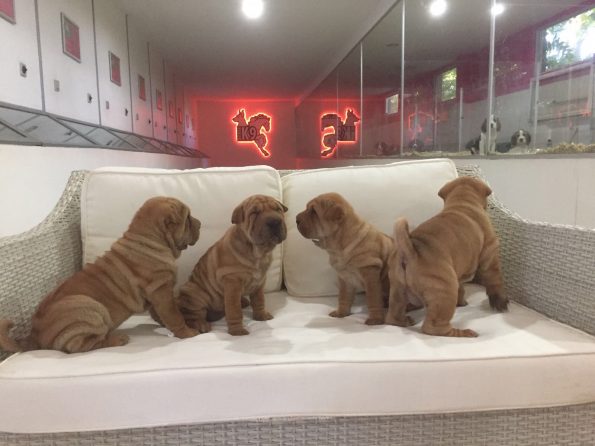 satılık shar pei yavruları