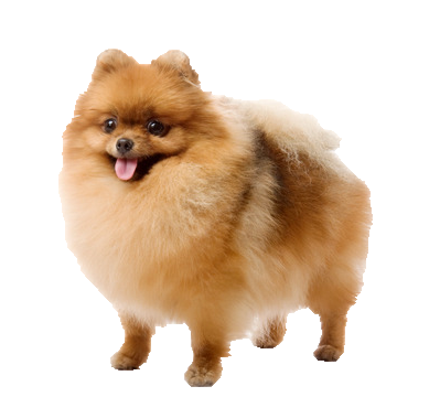 satılık Pomeranian