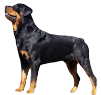 Satılık Rottweiler