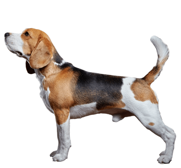 Satılık Beagle