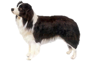 Satılık Border Collie