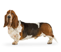 basset hound