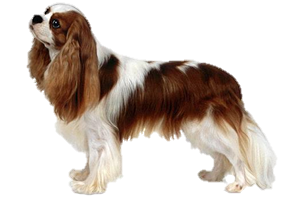 Satılık Cavalier King Charles