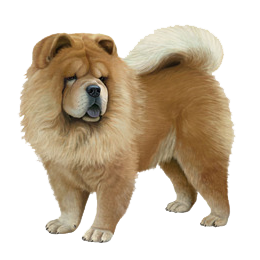 Satılık Chow Chow