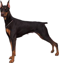 Satılık Doberman