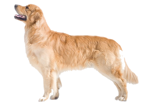 Satılık Golden Retriever