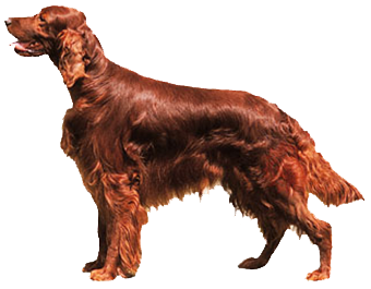 Satılık İrlanda Setter