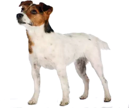 Satılık Jack Russell