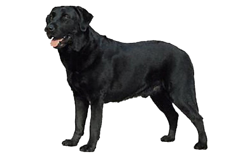 labrador retriever