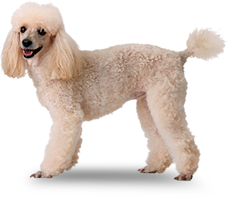 satılık Toy Poodle