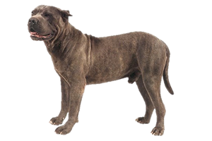 Satılık Presa Canario 