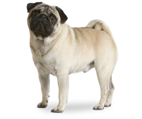 satılık Pug Mops