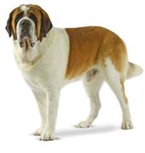 Satılık Saint Bernard