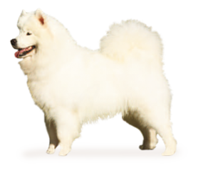 Satılık Samoyed