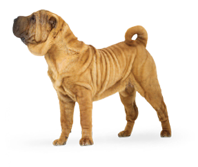 Satılık Shar Pei