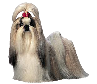 Satılık Shih Tzu