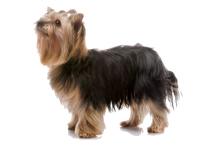 Satılık Yorkshire Terrier