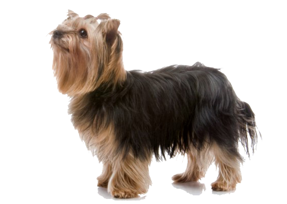 Satılık Yorkshire Terrier