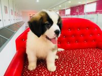 saint bernard