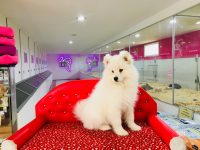 samoyed yavru