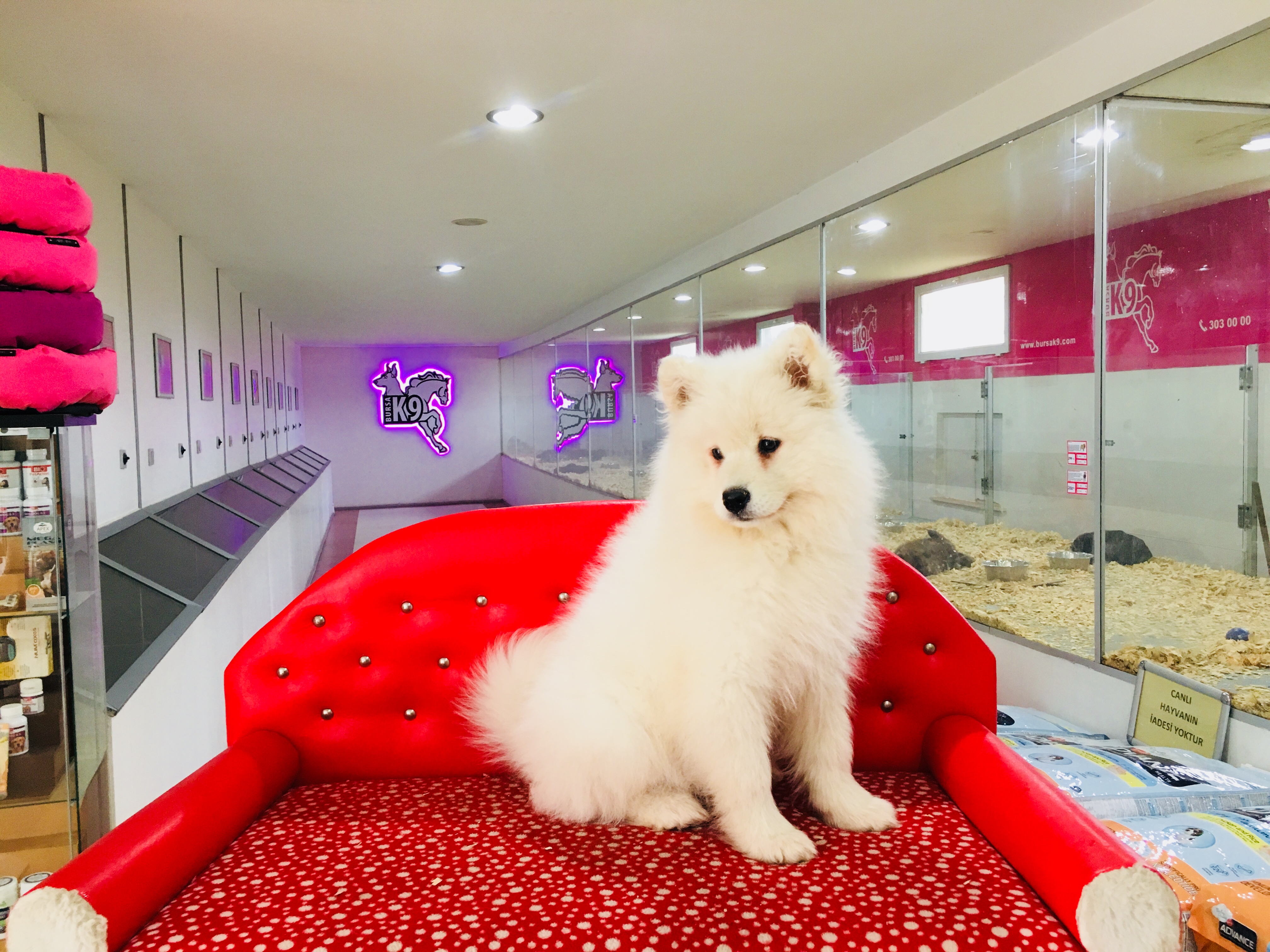 Satilik Samoyed Yavru Kopek Satilik Yavru Kopekler