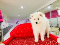 samoyed yavru