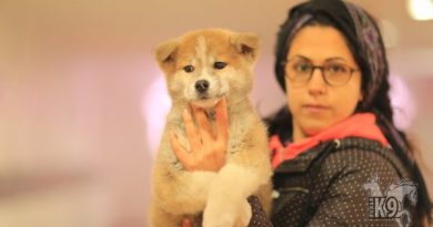 akita inu ilan