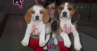 beagle yavru