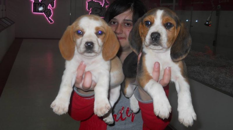 beagle yavru