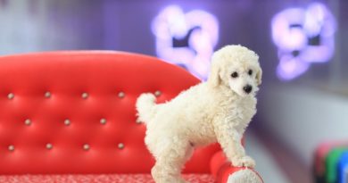 satılık toy poodle