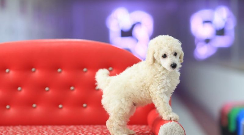 satılık toy poodle