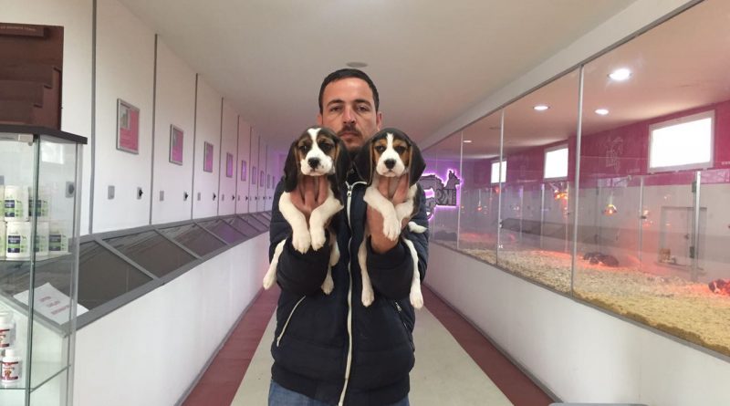 beagle ilanları