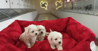 maltese terrier yavru