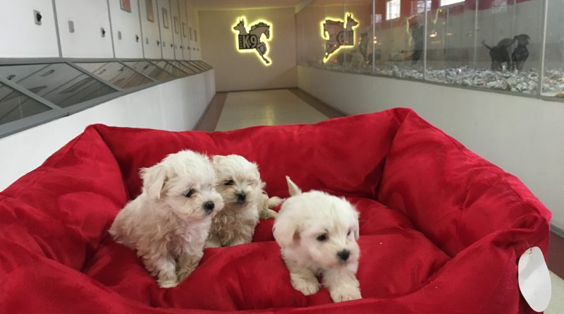 maltese terrier yavru