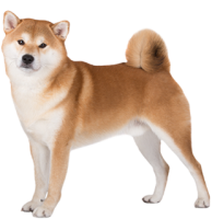 Akita Inu