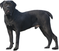 Satılık Cane Corso Yavruları