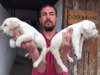 Satılık Labrador Retriever Yavruları