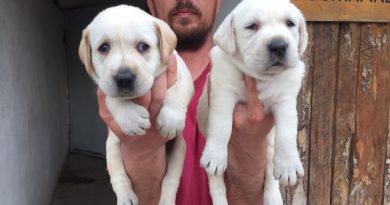 labrador yavruları