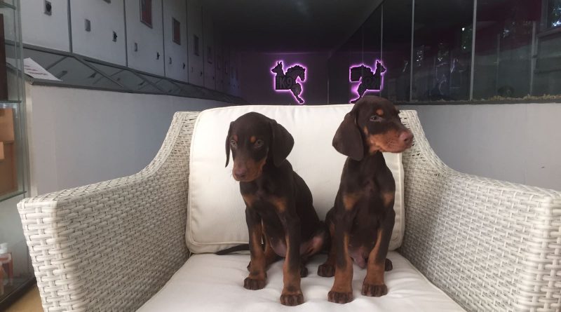 Doberman Yavruları