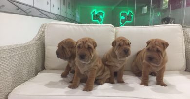 satılık shar pei yavruları